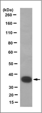 Anti-CRALBP Antibody, clone 3H9.1 clone 3H9.1, from mouse