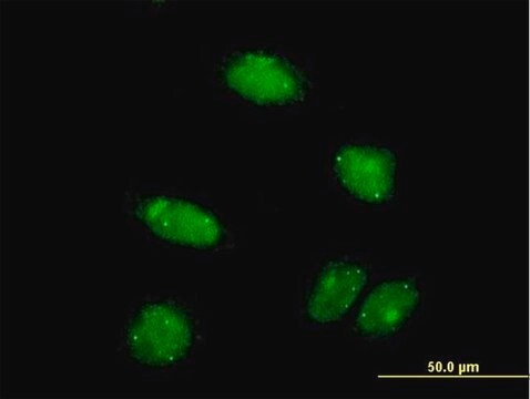 Monoclonal Anti-PIAS2 antibody produced in mouse clone 1F7, purified immunoglobulin, buffered aqueous solution