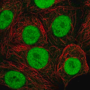 Anti-MORF4L2 antibody produced in rabbit Prestige Antibodies&#174; Powered by Atlas Antibodies, affinity isolated antibody