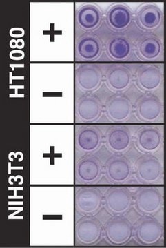 Saggio di invasione cellulare QCM ECMatrix, 24 pozzetti (8 &#181;m), colorimetrico The CHEMICON Cell Invasion Assay Kit uses a 24-well plate, with 8 um pores, which provides an efficient system for evaluating the invasion of tumor cells through a basement membrane model.