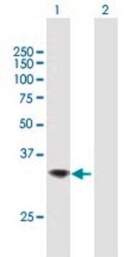 Anti-TNFSF15 antibody produced in mouse purified immunoglobulin, buffered aqueous solution