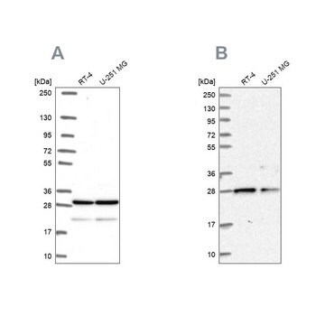 Anti-PGRMC2 antibody produced in rabbit Prestige Antibodies&#174; Powered by Atlas Antibodies, affinity isolated antibody, buffered aqueous glycerol solution