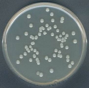 Plate-Count-Agar according to Buchbinder et al. suitable for microbiology, NutriSelect&#174; Plus