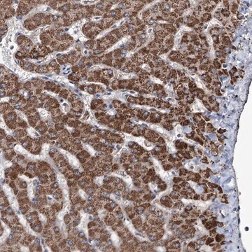 Anti-NHS antibody produced in rabbit Prestige Antibodies&#174; Powered by Atlas Antibodies, affinity isolated antibody, buffered aqueous glycerol solution