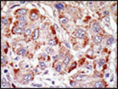 抗-PRDM16（N-端） 兔抗 IgG fraction of antiserum, buffered aqueous solution