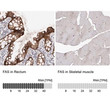 Anti-FAS antibody produced in rabbit Prestige Antibodies&#174; Powered by Atlas Antibodies, affinity isolated antibody, buffered aqueous glycerol solution