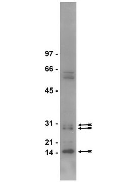 Anticorps anti-diméthyl-arginine, symétrique (SYM10) serum, Upstate&#174;