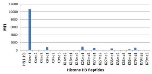 Anti-monomethyl Histone H3 (Lys4) Antibody, clone RM140 clone RM140, from rabbit