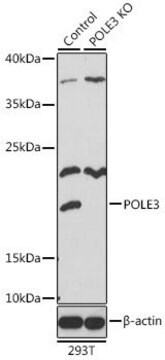 Anti-POLE3 antibody produced in rabbit