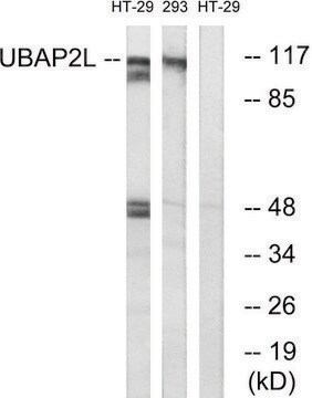 Anti-UBAP2L antibody produced in rabbit affinity isolated antibody