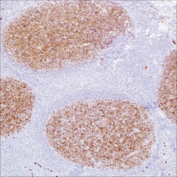 CD10 (56C6) clone 56C6, unconjugated, Cell Marque&#8482;