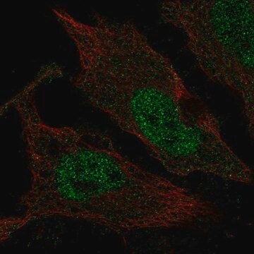 Anti-TLX3 antibody produced in rabbit Prestige Antibodies&#174; Powered by Atlas Antibodies, affinity isolated antibody