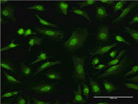 Monoclonal Anti-GFRA1 antibody produced in mouse clone 4G3, purified immunoglobulin, buffered aqueous solution