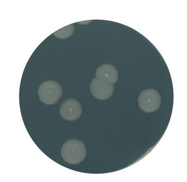 Hefeextrakt-Agar suitable for microbiology