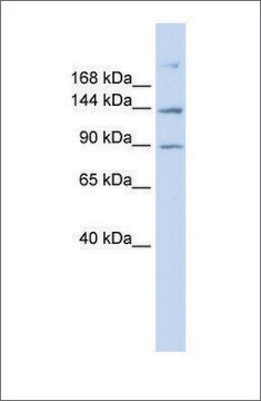 Anti-ABCB4 antibody produced in rabbit affinity isolated antibody