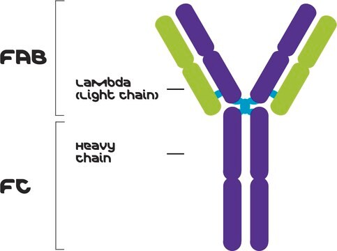 IgG2a, Lambda from murine myeloma clone HOPC-1, purified immunoglobulin, buffered aqueous solution