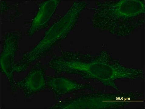 Monoclonal Anti-PDE4C, (N-terminal) antibody produced in mouse clone 4E5, purified immunoglobulin, buffered aqueous solution