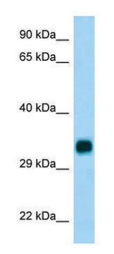 Anti-CH25H (C-terminal) antibody produced in rabbit affinity isolated antibody