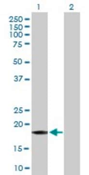 Anti-GADD45A antibody produced in mouse purified immunoglobulin, buffered aqueous solution