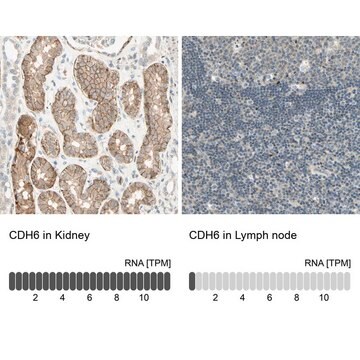 抗CDH6 ウサギ宿主抗体 Ab1, Prestige Antibodies&#174; Powered by Atlas Antibodies, affinity isolated antibody, buffered aqueous glycerol solution