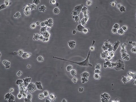 VOA1066 Human Undifferentiated Endometrial Carcinoma Cell Line