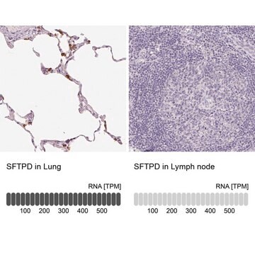 Anti-SFTPD antibody produced in rabbit Prestige Antibodies&#174; Powered by Atlas Antibodies, affinity isolated antibody, buffered aqueous glycerol solution