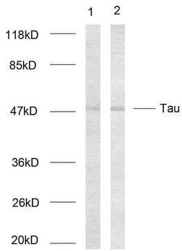 Anti-TAU antibody produced in rabbit affinity isolated antibody