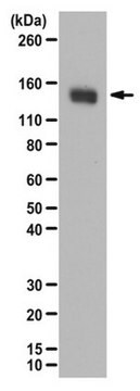 Anticorpo anti-MYPT1 from rabbit, purified by affinity chromatography