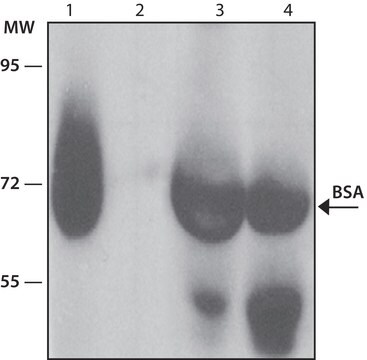 Monoclonal Anti-Bovine Serum Albumin antibody produced in mouse clone BSA-33, ascites fluid