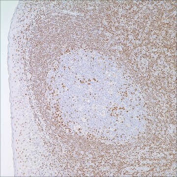 p27Kip1 (SX53G8) Mouse Monoclonal Antibody