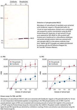 PhosphoSafe蛋白质提取试剂 Novagen&#8242;s PhosphoSafe Extraction Buffer efficiently extracts cytosolic proteins from mammalian and insect cells while preserving their phosphorylation state.