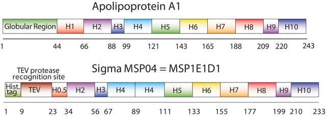 Białko rusztowania błonowego 1E1D1 recombinant, expressed in E. coli, buffered aqueous solution