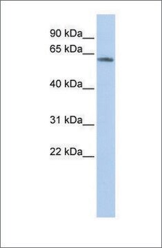 Anti-KCNG4 antibody produced in rabbit affinity isolated antibody