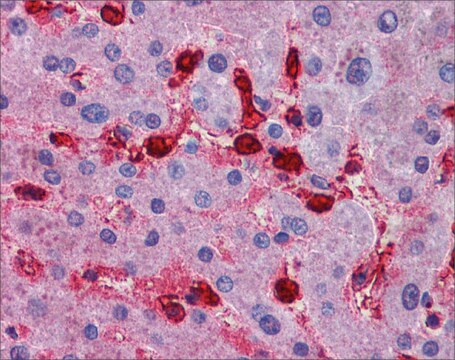 Anti-MAP4K4, (N-terminal) antibody produced in rabbit affinity isolated antibody