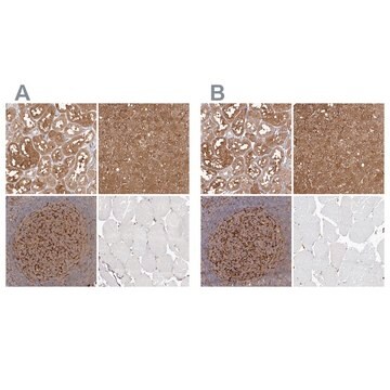 Anti-LAP3 antibody produced in rabbit Prestige Antibodies&#174; Powered by Atlas Antibodies, affinity isolated antibody, buffered aqueous glycerol solution, ab1