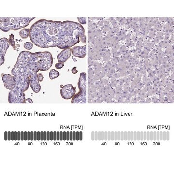 Anti-ADAM12 antibody produced in rabbit Prestige Antibodies&#174; Powered by Atlas Antibodies, affinity isolated antibody, buffered aqueous glycerol solution