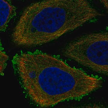 Anti-Slc20A1 Antibody Produced In Rabbit Prestige Antibodies&#174; Powered by Atlas Antibodies, affinity isolated antibody, buffered aqueous glycerol solution