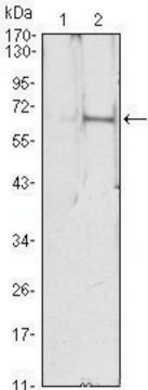 Monoclonal Anti-EPO antibody produced in mouse clone 4F11, ascites fluid