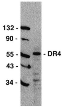 Anti-DR4-Antikörper, C-Terminus Chemicon&#174;, from rabbit