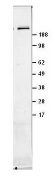 Anti-mTOR/FRAP (Ab-2) Mouse mAb (22C2) liquid, clone 22C2, Calbiochem&#174;