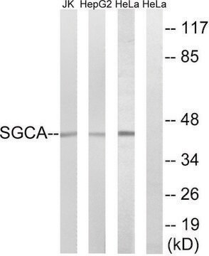 Anti-SGCA antibody produced in rabbit affinity isolated antibody