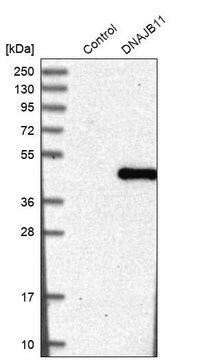 Anti-DNAJB11 antibody produced in rabbit Prestige Antibodies&#174; Powered by Atlas Antibodies, affinity isolated antibody, buffered aqueous glycerol solution