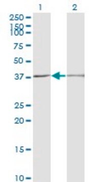 Monoclonal Anti-SCP2 antibody produced in mouse clone 2E9-1B3, purified immunoglobulin, buffered aqueous solution