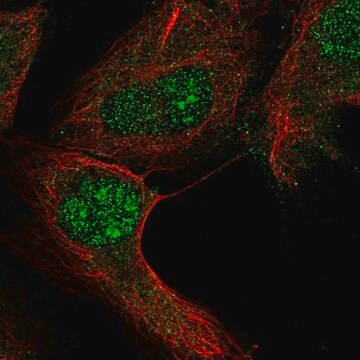 Anti-RGS12 antibody produced in rabbit Prestige Antibodies&#174; Powered by Atlas Antibodies, affinity isolated antibody