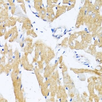 Anti-GLUT4 antibody produced in rabbit