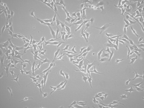 RMS RET Melanoma-sorted Mouse Cell Line