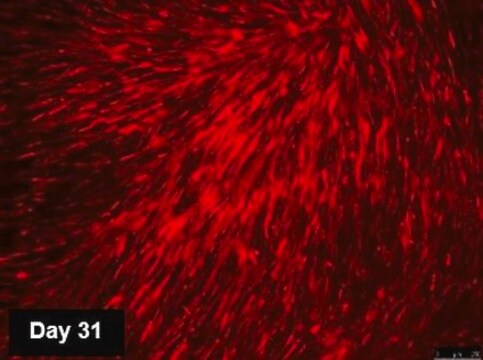 TagRFP Simplicon RNA Kit to determine optimal transfection conditions to express the self-replicating RNA in cell lines