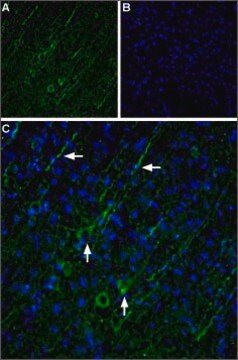 Anti-TRPC5 antibody produced in rabbit affinity isolated antibody, lyophilized powder