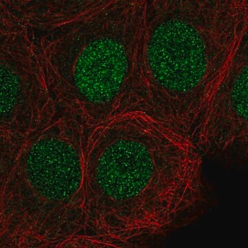 Anty-SIRT6 Prestige Antibodies&#174; Powered by Atlas Antibodies, affinity isolated antibody