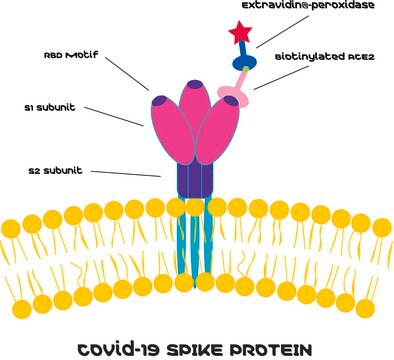 Zestaw do badań przesiewowych inhibitorów SARS-CoV-2 (COVID-19) Based on SPIKE - ACE2 Binding Assay, Colorimetric, sufficient for 200 tests